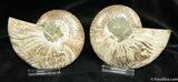 Inch Split Ammonite Pair From Madagascar #881-1